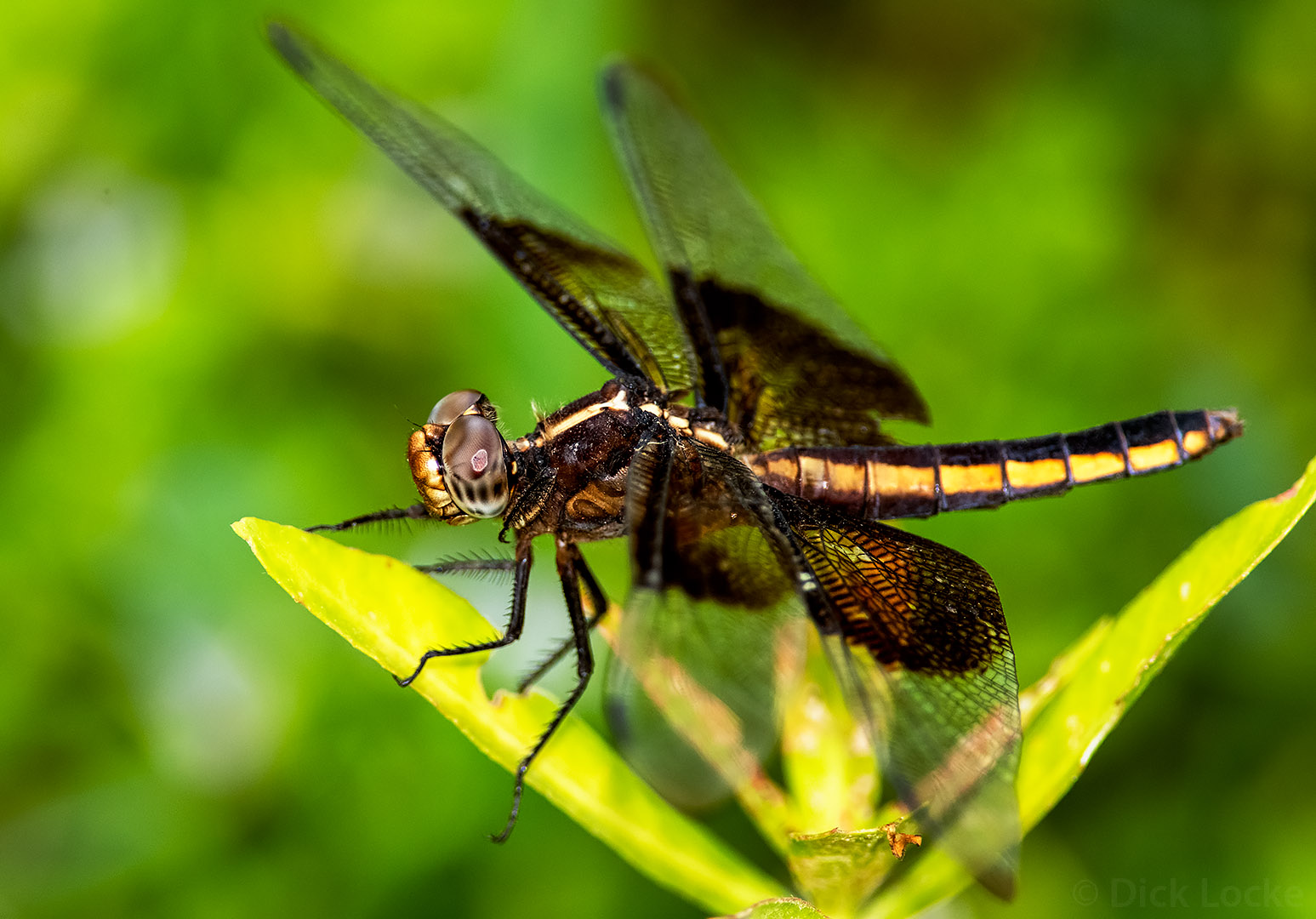 Dragonflies and Damselflies of Montgomery County, TX, and The Woodlands